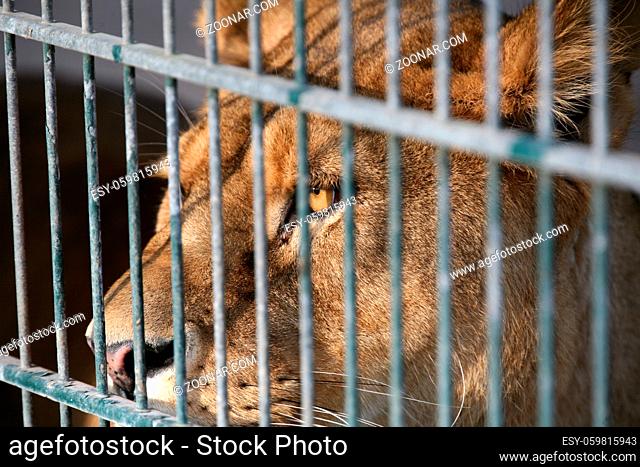 Löwin in einem Zoo