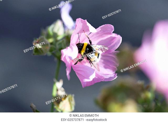 Bumblebee Covered in Pollen Gathering Nectar
