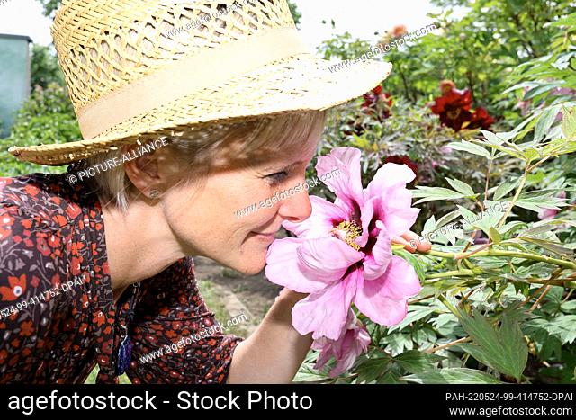 19 May 2022, Saxony-Anhalt, Wernigerode: Kati Müller from Bürgerpark Wernigerode smells the peony P. Suffruticosa from Japan