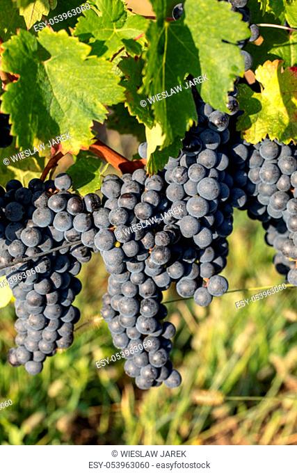 Close up of red merlot grapes in vineyard. St Emilion, Gironde, Aquitaine. France