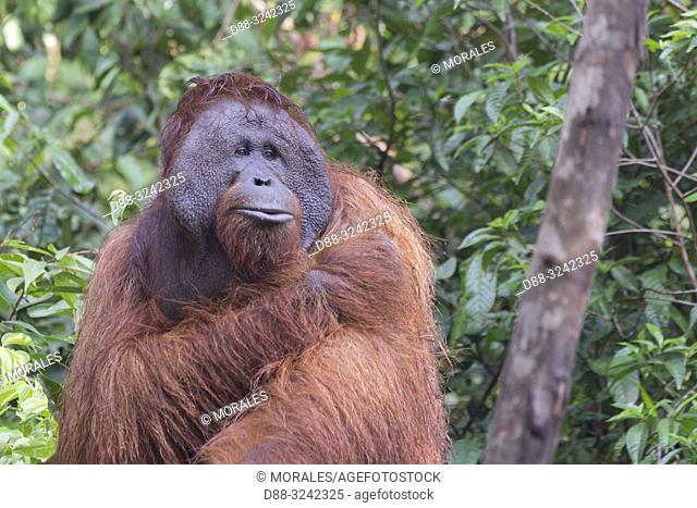 Asia, Indonesia, Borneo, Tanjung Puting National Park, Bornean orangutan (Pongo pygmaeus pygmaeus), adult male, walking on the ground