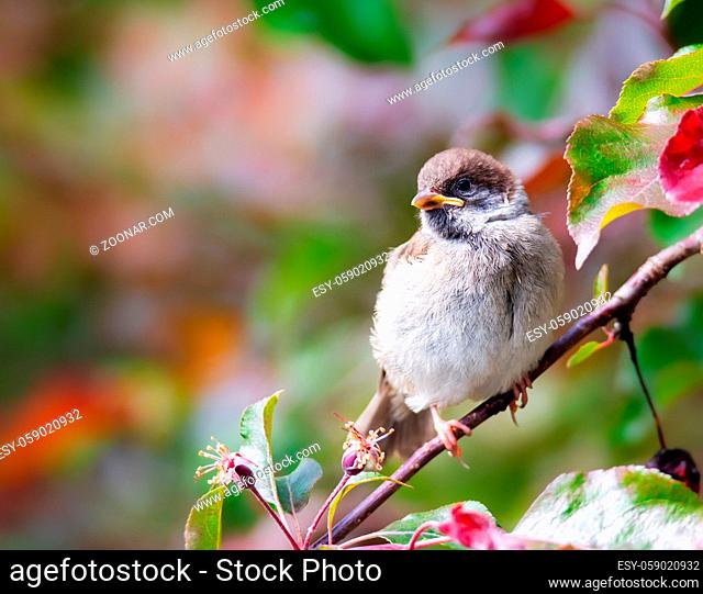 Closeup of an Eurasian tree sparrow (passer montanus) sitting on a twig