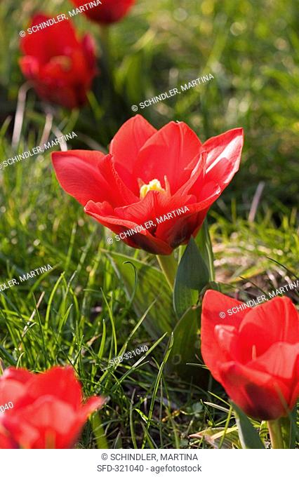 Red dwarf tulips in grass