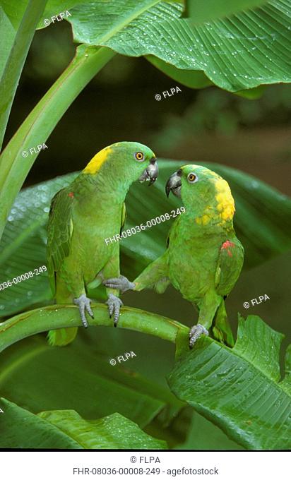 Yellow-naped Amazon Parrot Amozona auropalliata Two - one with its foot on other birds leg - Honduras