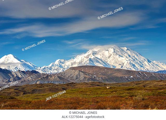 A bull caribou standing on tundra with the Muldrow Glacier and Mt. McKinley in the background in Denali National Park