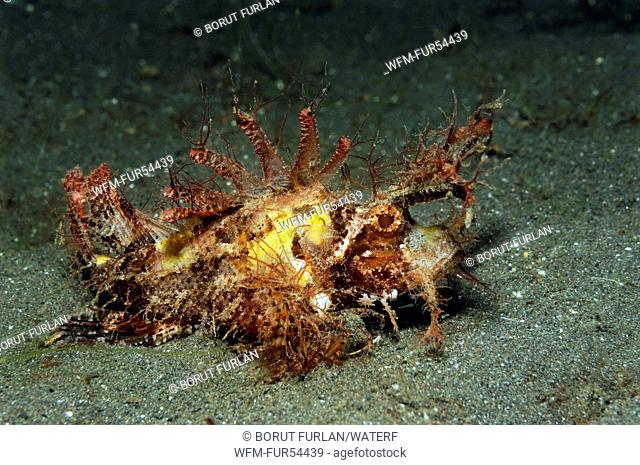Ambon Scorpionfish, Pteroidichthys amboinensis, Lembeh Strait, Sulawesi, Indonesia