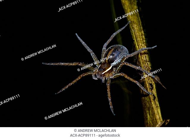 Six-spotted Fishing Spider (Dolomedes triton) near Thornton, Ontario, Canada