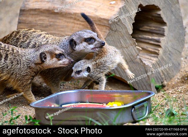 20 July 2023, Saxony-Anhalt, Magdeburg: A meerkat carries its few weeks old young animal from the cave to the outdoor enclosure to the feeding place