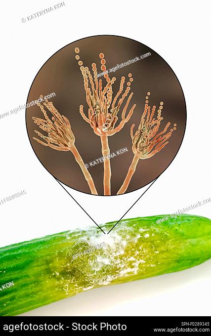 Cucumber covered with greenish mould. Photo of a cucumber and an illustration of the microscopic fungi Penicillium, which causes food spoilage and produces the...
