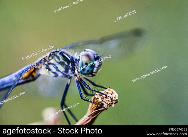 Blue dasher dragonfly (Pachydiplax longipennis). Florida, U. S. A. , North America