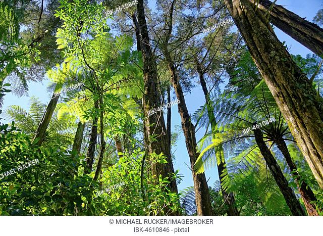 Silver Tree ferns (Cyathea dealbata) in tropical rainforest, Whanganui National Park, North Island, New Zealand
