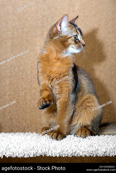 young somali kitten sits with his foot raised