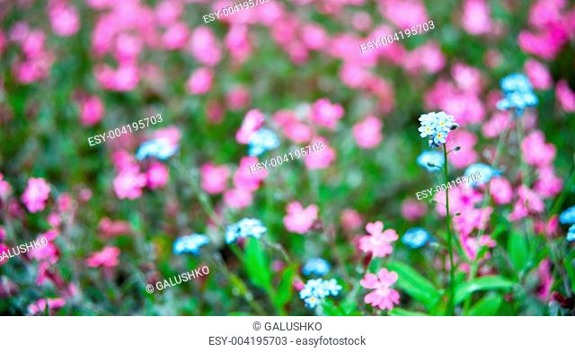 Flowers on field