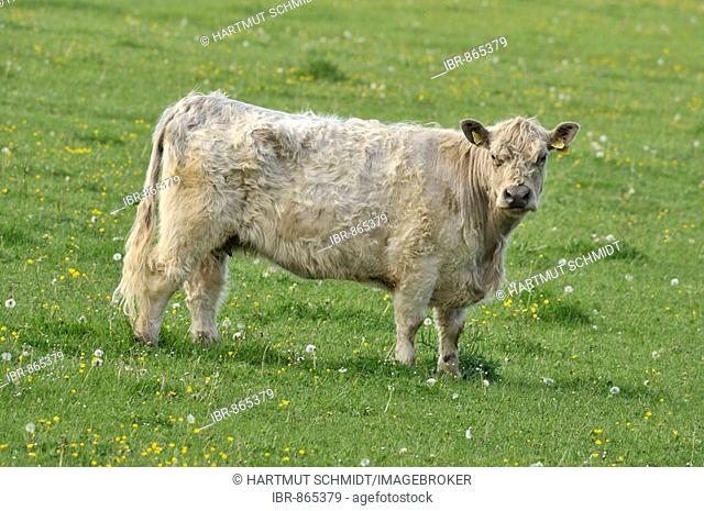 Beef cattle, cream coloured cow in a field