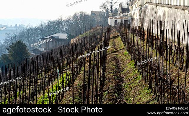 vineyards in a european city