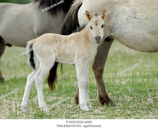 Konik horse Equus spp - Ooypolder, Millingen aan de Rijn, Millingerwaard, Guelders, The Netherlands, Holland, Europe