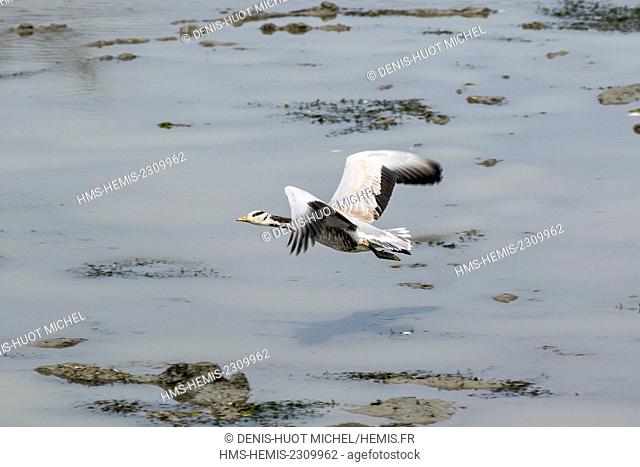 India, Assam, Kaziranga national park, listed as World Heritage by UNESCO, bar-headed goose (Anser indicus), in flight