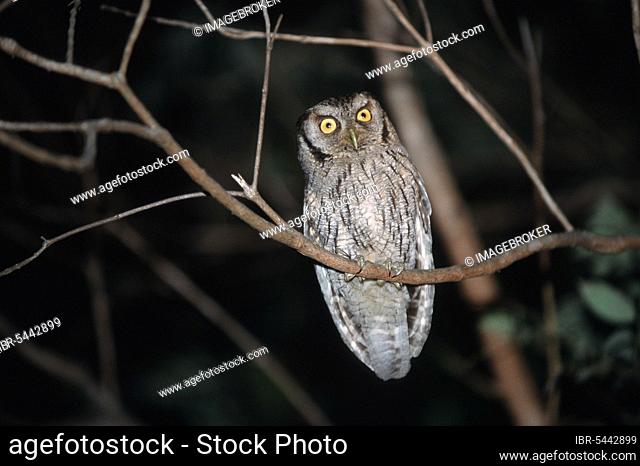 Tropical screech owl, Mato Grosso (Otus choliba), Brazil, South America