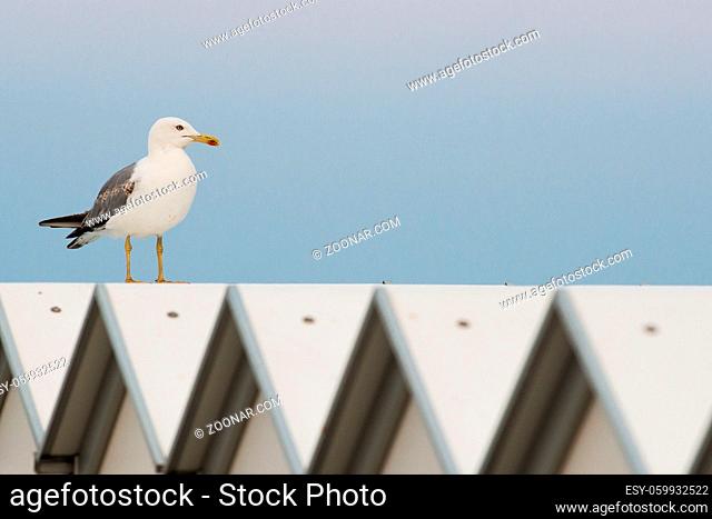 yellow legged seagull on beach cabana