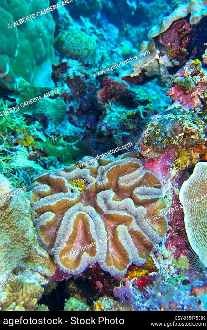 Coral reef, Fleshy Coral, Reef Building Coral, Stony Cora, Acanthastrea, Bunaken National Marine Park, Bunaken, North Sulawesi, Indonesia, Asia