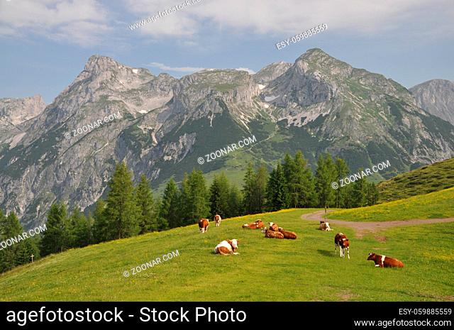 kühe, kuh, kuhherde, tennengebirge, eiskogel, tauernkogel, werfenweng, alm, weide, rinderherde, landwirtschaft, werfener hochthron, alpen, gipfel, berg, berge