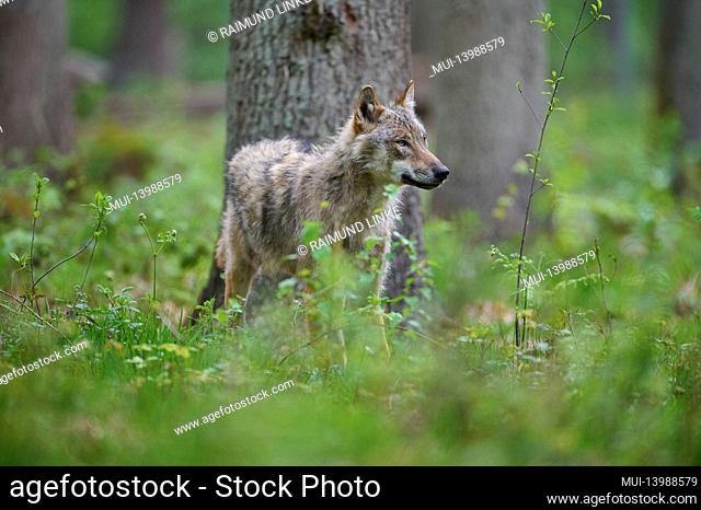 Wolf, Canis Lupus