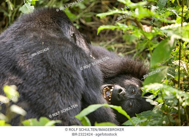 Habituated group of mountain gorillas (Gorilla beringei beringei), Bwindi Impenetrable Forest National Park, being studied by scientists from the Max Planck...