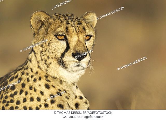 Cheetah (Acinonyx jubatus). Male. Photographed in captivity on a farm. Namibia