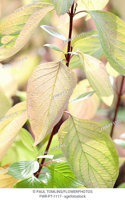 Dogwood, Golden Tartarean dogwood, Cornus alba 'Aurea', Autumn stems of golden yellow leaves are fading and aquiring a pale pink tinge