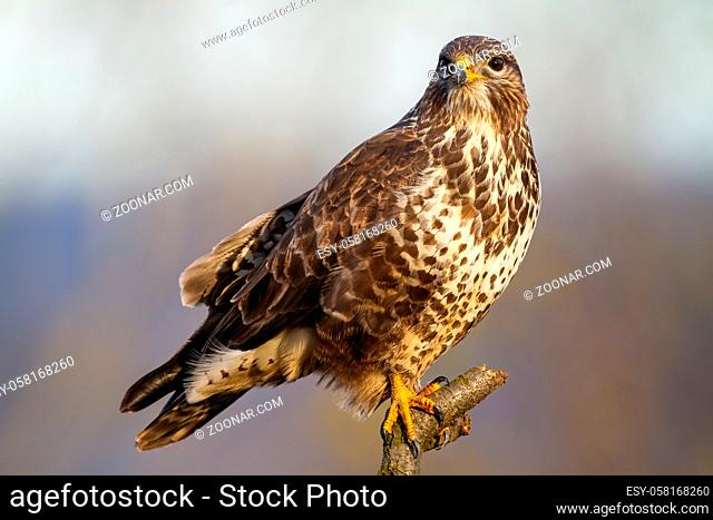 Adorable common buzzard, buteo buteo, perched on the branch on the field. Bird of prey sitting on branch in wintertime