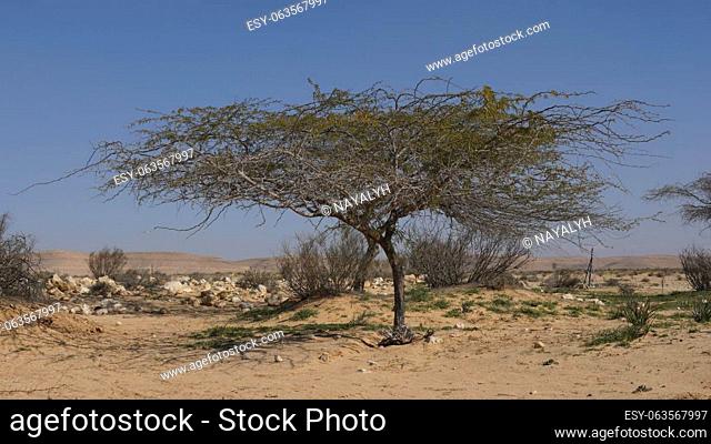 Vachellia tortilis, widely known as Acacia tortilis is the umbrella thorn acacia, also known as umbrella thorn and Israeli babool