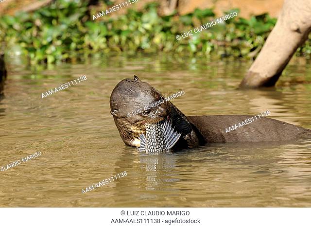 Giant Otter, or Giant Brazilian Otter (Pteronura brasiliensis) eating a fish, in the Pantanal of Mato Grosso State, Center-West of Brazil