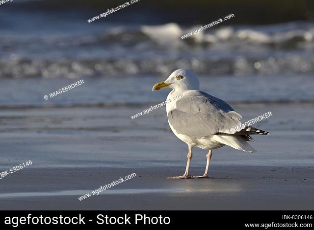Herring Gull (Larus argentatus) in the evening light in front of the North Sea surf, Wangerooge, Lower Saxony, Germany, Europe