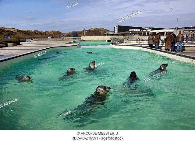 Harbour Seals Ecomare visitors centre De Koog Texel island Netherlands Phoca vitulina