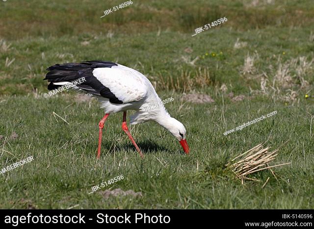 White stork (Ciconia ciconia) during foraging in a meadow, Elbe meadows, Wedel, Schleswig-Holstein, Germany, Europe