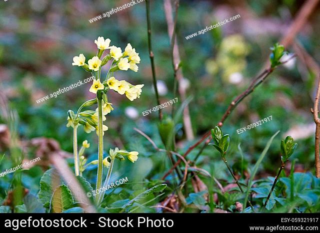 Cowslip (Primula veris) in a wild nature