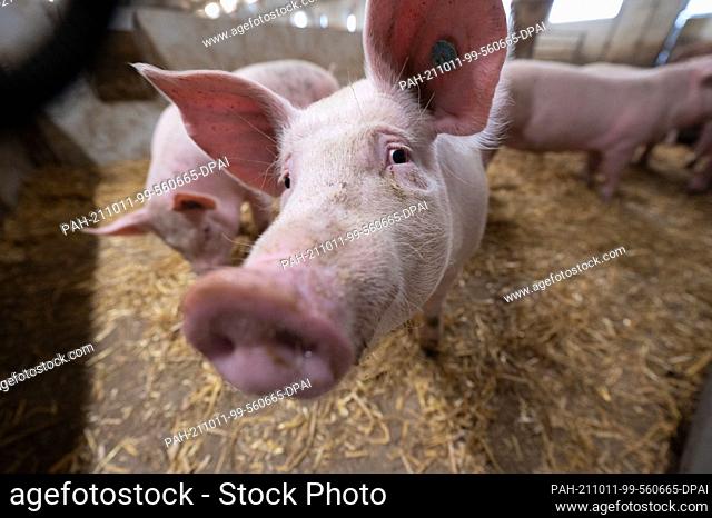 11 October 2021, Baden-Wuerttemberg, Böhmenkirch: Pigs stand in the pen of an animal welfare pig house. The barn is one of several new