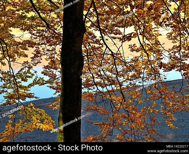 Europe, Germany, Hesse, Waldecker Land, Kellerwald-Edersee National Park, Bad Wildungen, autumn-colored beeches (Fagus sylvatica) on the banks of the Edersee