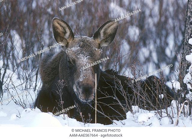 Moose (A. alces shirasi) young male Calf lying in Snow, Wyoming