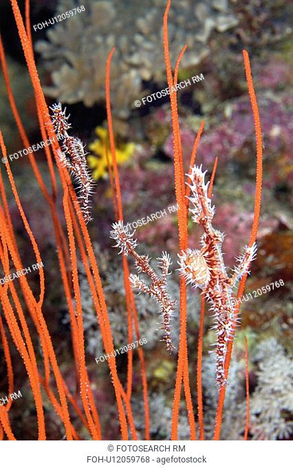 water fish known ornate ghost pipefish this one