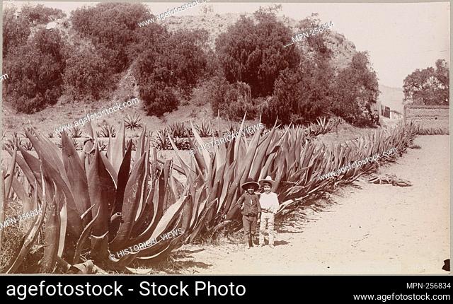 Children and cacti. Mayo & Weed (Photographer). Old Mexico: 1898. Date Created: 1898. Plants - Mexico Children - Mexico. Photographs