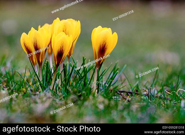 Crocus flowers on a meadow in spring