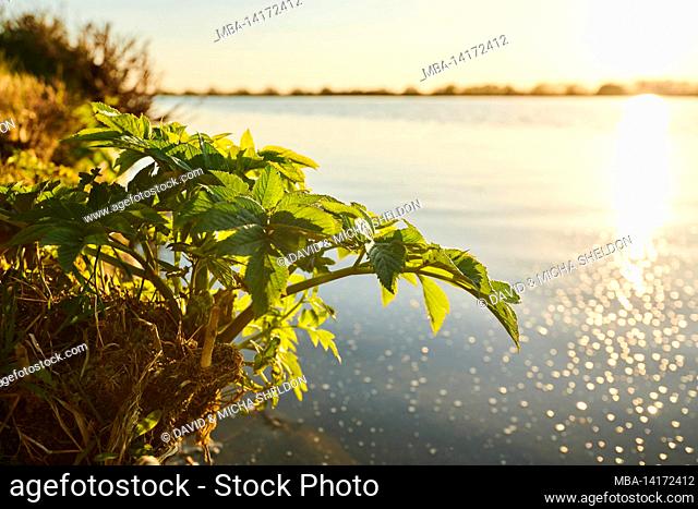 angelica (angelica archangelica), young plant, bank, danube, bavaria, germany
