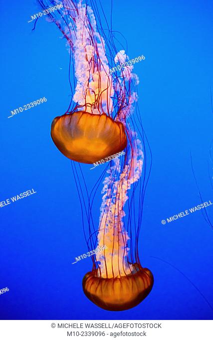 Two jellyfish in the aquarium
