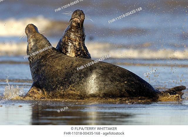 Grey Seal Halichoerus grypus two bulls, fighting on sandbank, Donna Nook, Lincolnshire, England