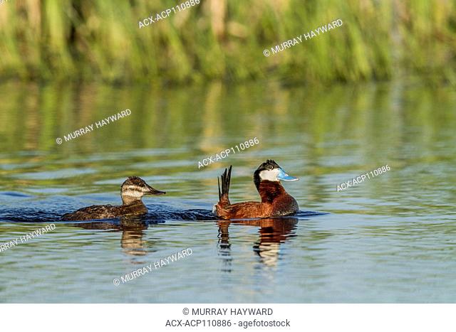 Ruddy Duck, Male (Anas clypeata) Colorful male and female swimming in a prairie pond. Strathmore, Alberta, Canada