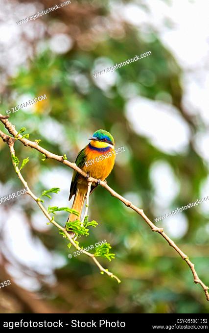beautiful colored small bird Blue-breasted bee-eater (Merops variegatus) perched on tree, Ethiopia Africa wildlife