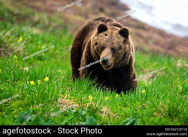 Brown bear, ursus arctos, moving on green glade in sprintime nature. Big predator observing on alpine meadow in spring. Large wild mammal walking on hill