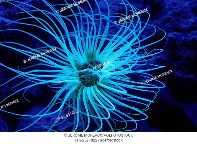 Sea anemones, Aquarium of Monaco, Cerianthus membranaceus