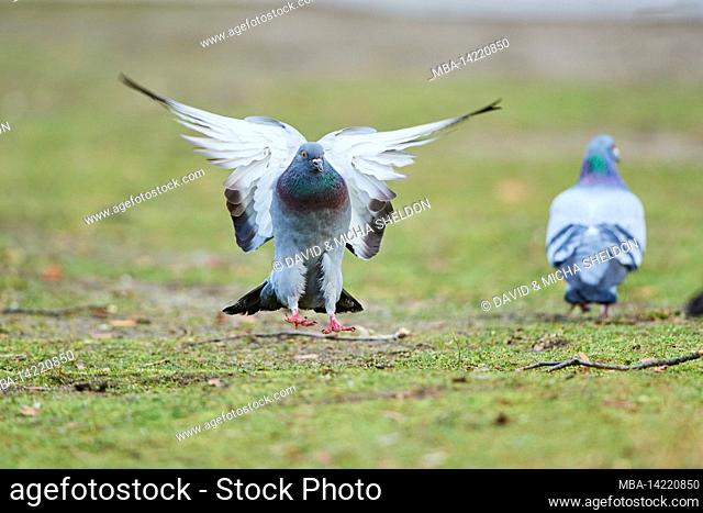 Feral pigeon or city pigeon (Columba livia domestica) lands in a meadow, Bavaria, Germany